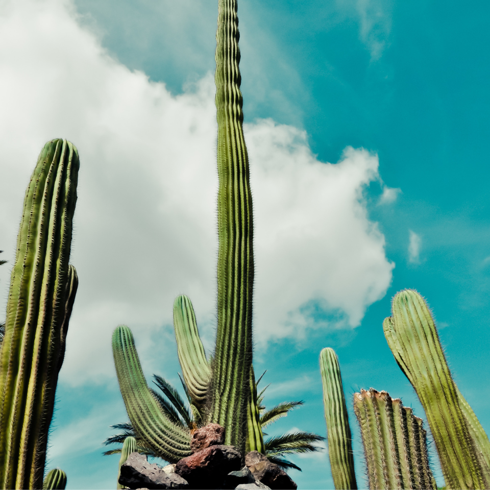Giant Cactus CEREUS seeds - 15