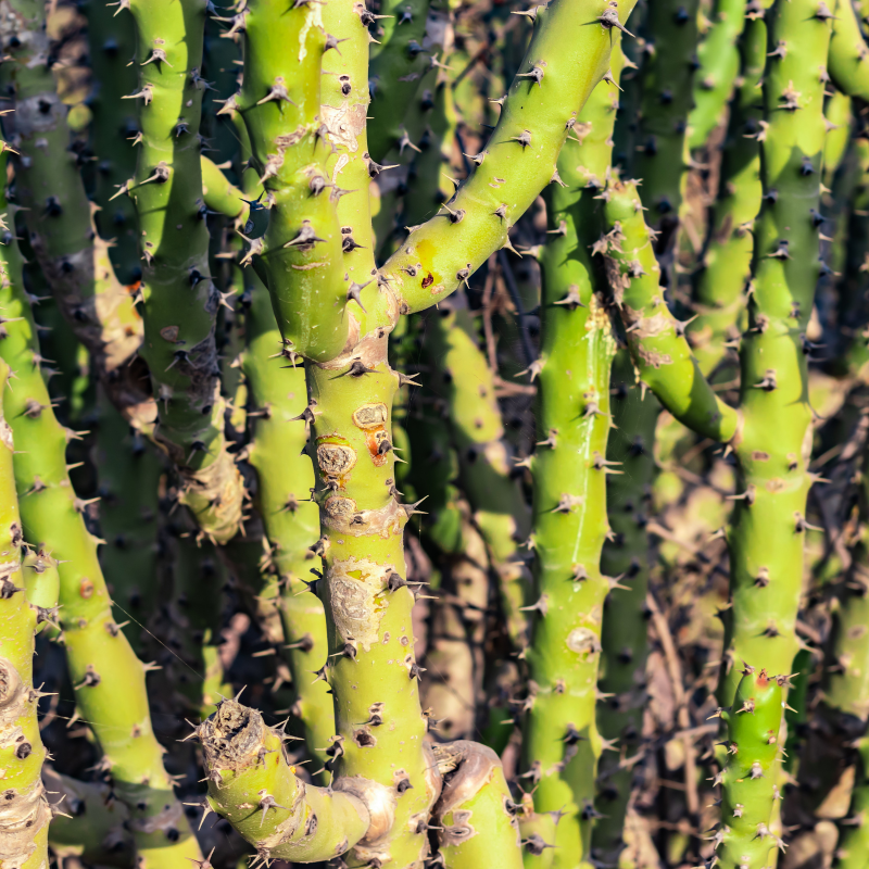 Euphorbia caducifolia, Leafless Spurge seeds - 3
