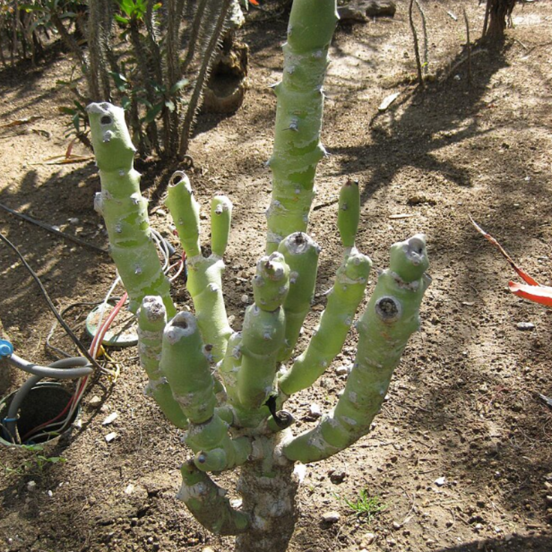 Euphorbia caducifolia, Leafless Spurge seeds - 3