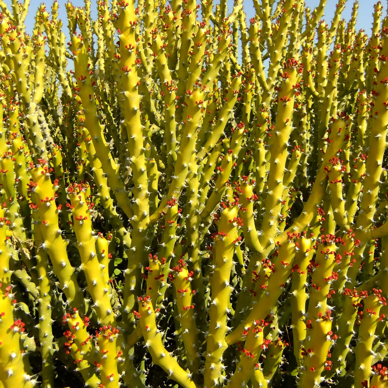 Euphorbia caducifolia, Leafless Spurge seeds - 3