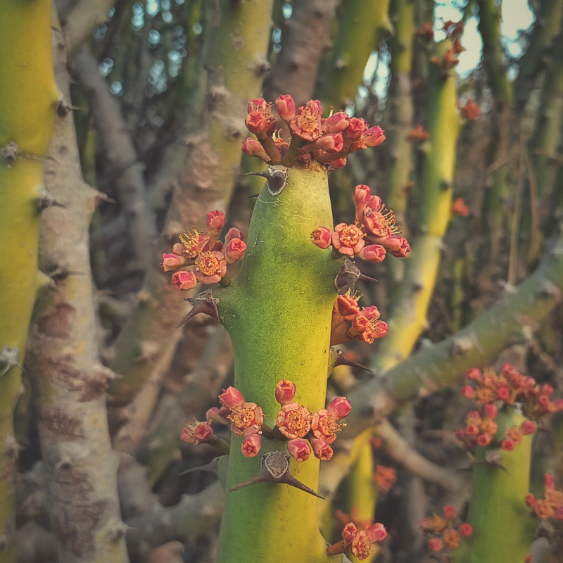 Euphorbia caducifolia, Leafless Spurge seeds - 3