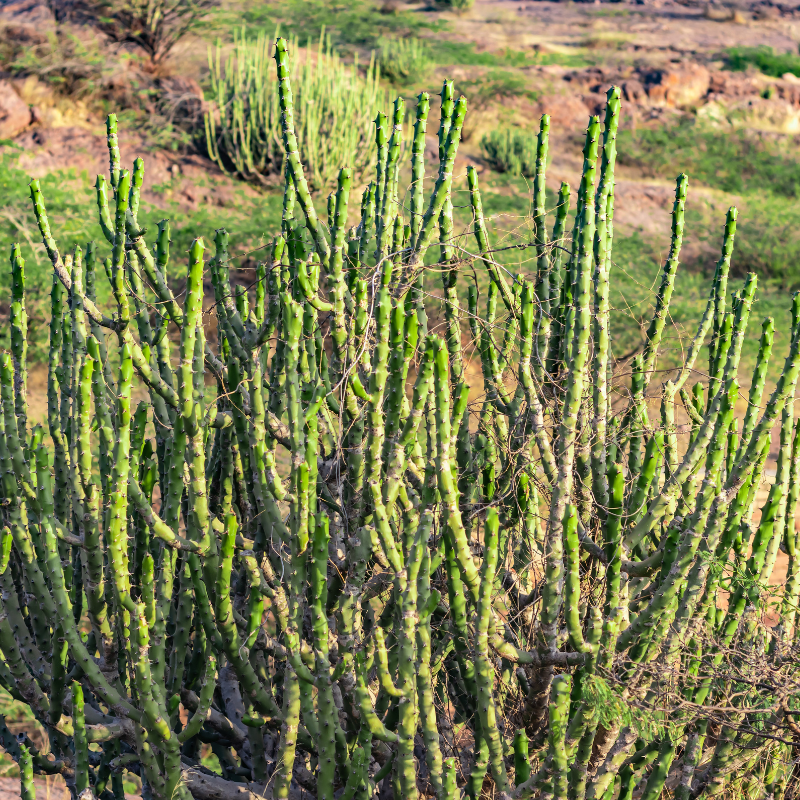 Euphorbia caducifolia, Leafless Spurge seeds - 3