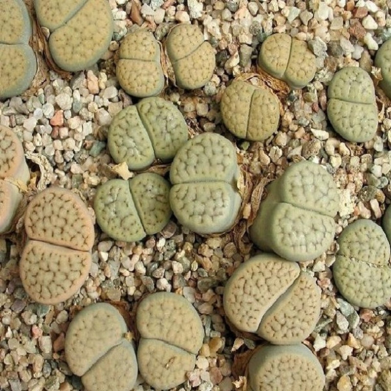 Lithops Schwantesii v.Urikosensis seeds - 10