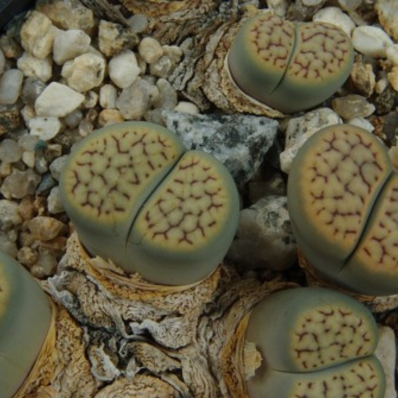 Lithops Schwantesii v.Urikosensis seeds - 10