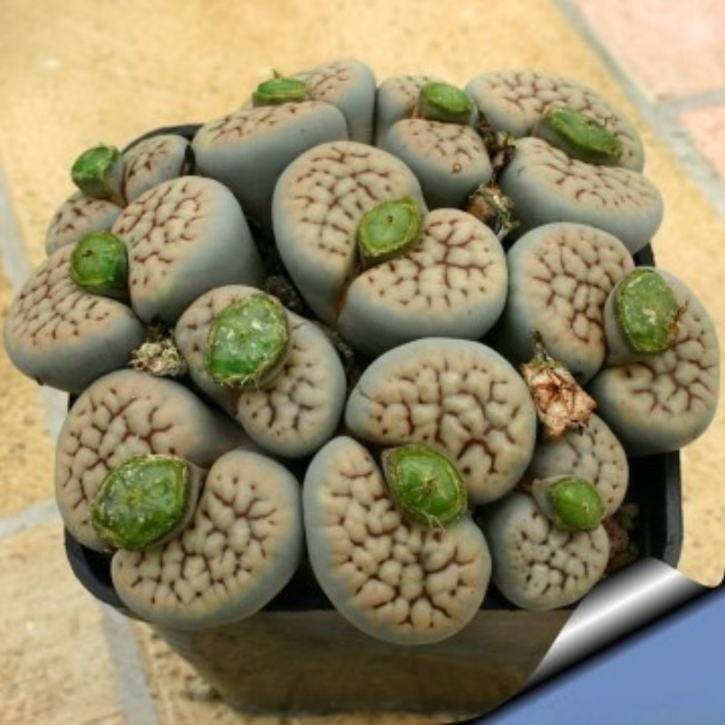Lithops Schwantesii v.Urikosensis seeds - 10
