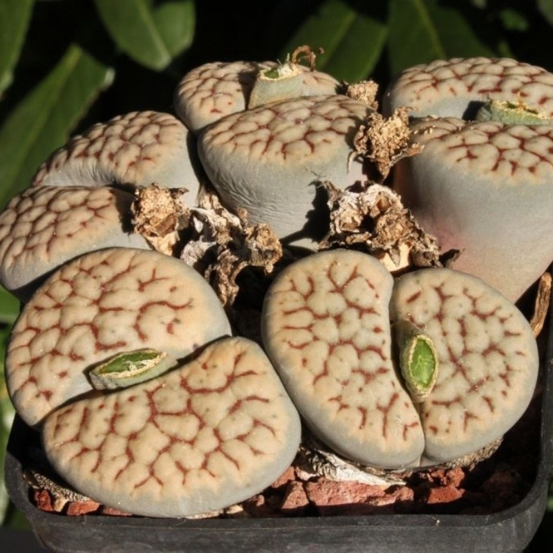 Lithops Schwantesii v.Urikosensis seeds - 10