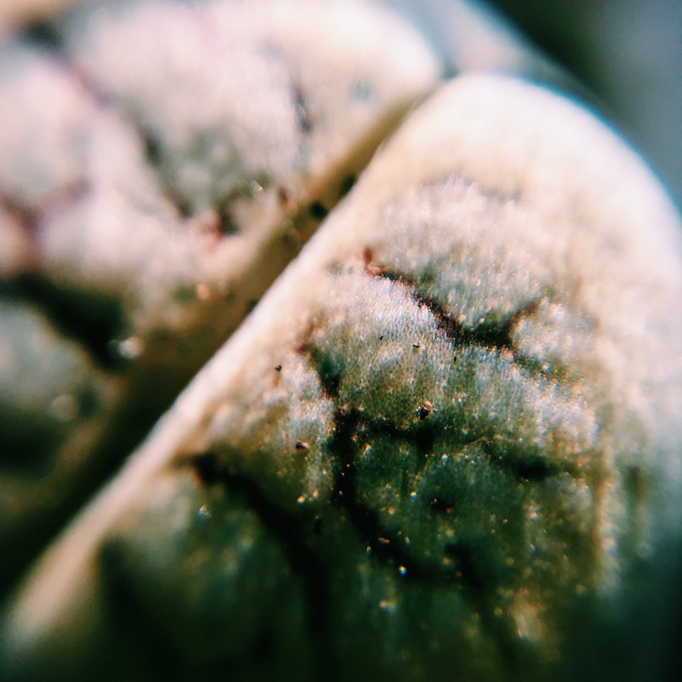 Lithops Schwantesii v.Urikosensis seeds - 10