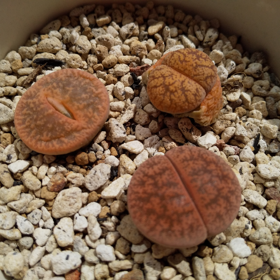 Lithops Karasmontana v.Mickbergensis seeds - 10