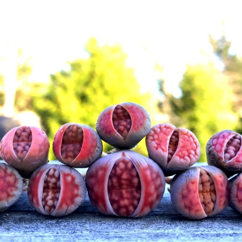 Lithops Karasmontana v.Mickbergensis seeds - 10