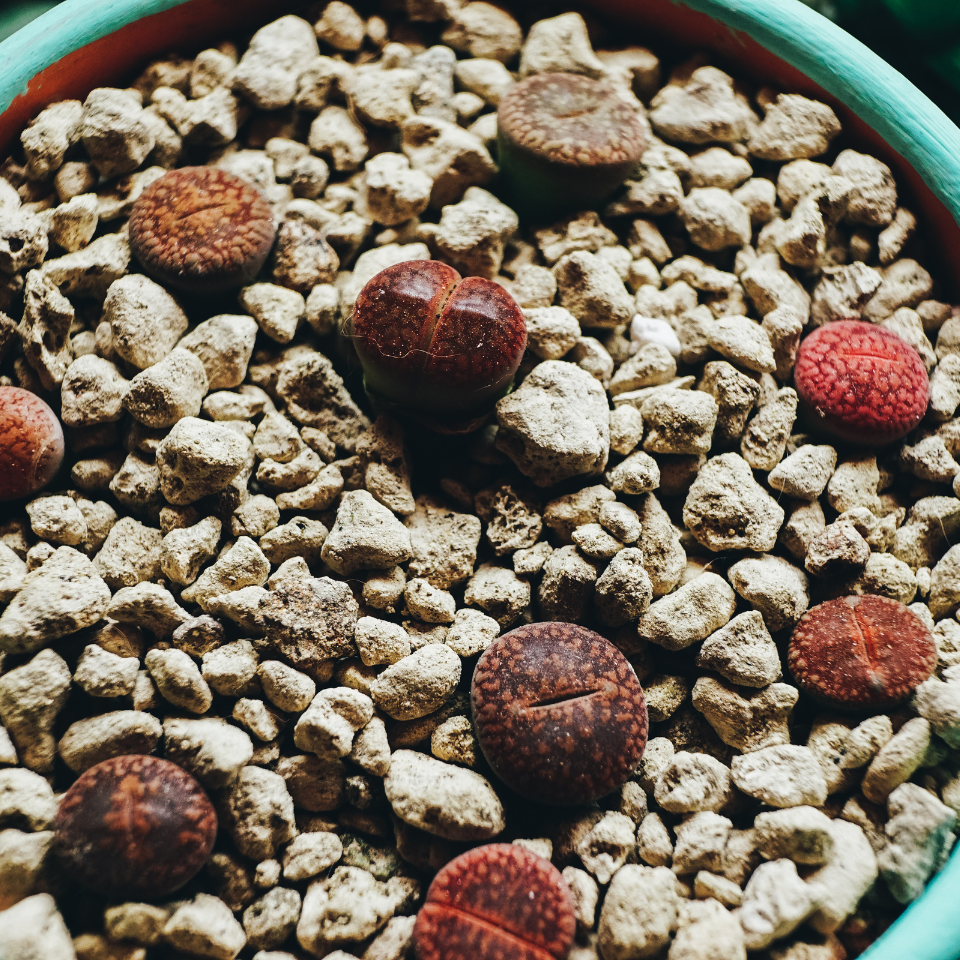 Lithops Karasmontana v.Mickbergensis seeds - 10