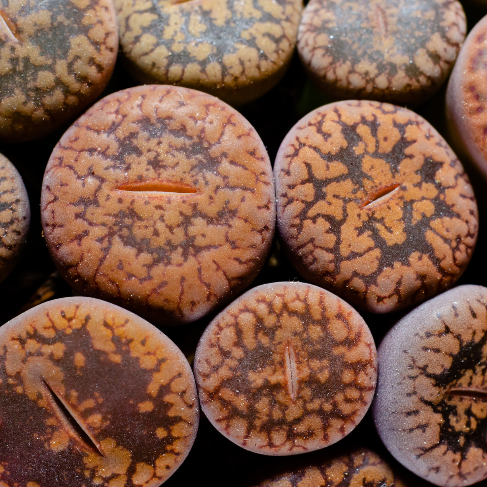 Lithops Karasmontana v.Mickbergensis seeds - 10