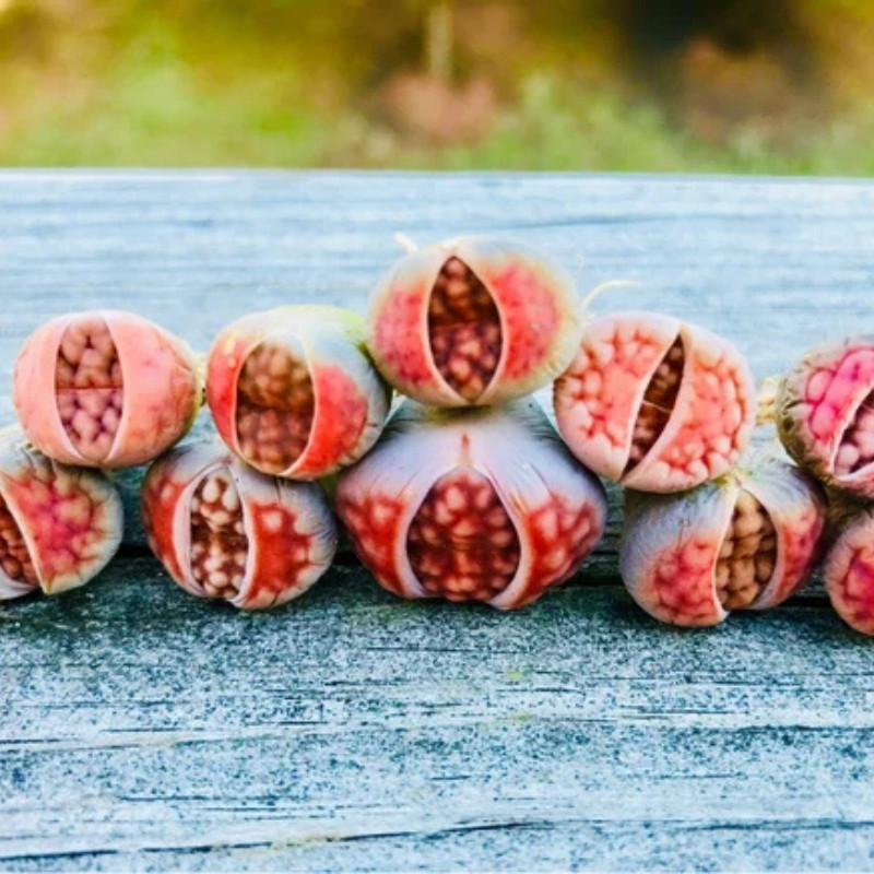Lithops Karasmontana v.Mickbergensis seeds - 10