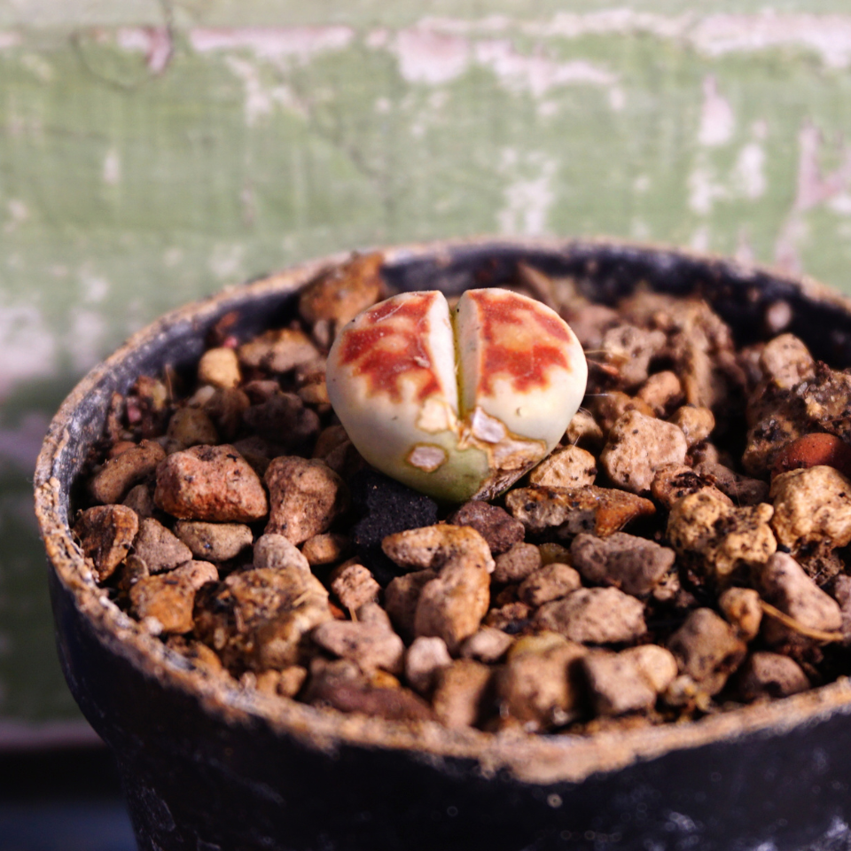 Lithops Karasmontana v.Mickbergensis seeds - 10
