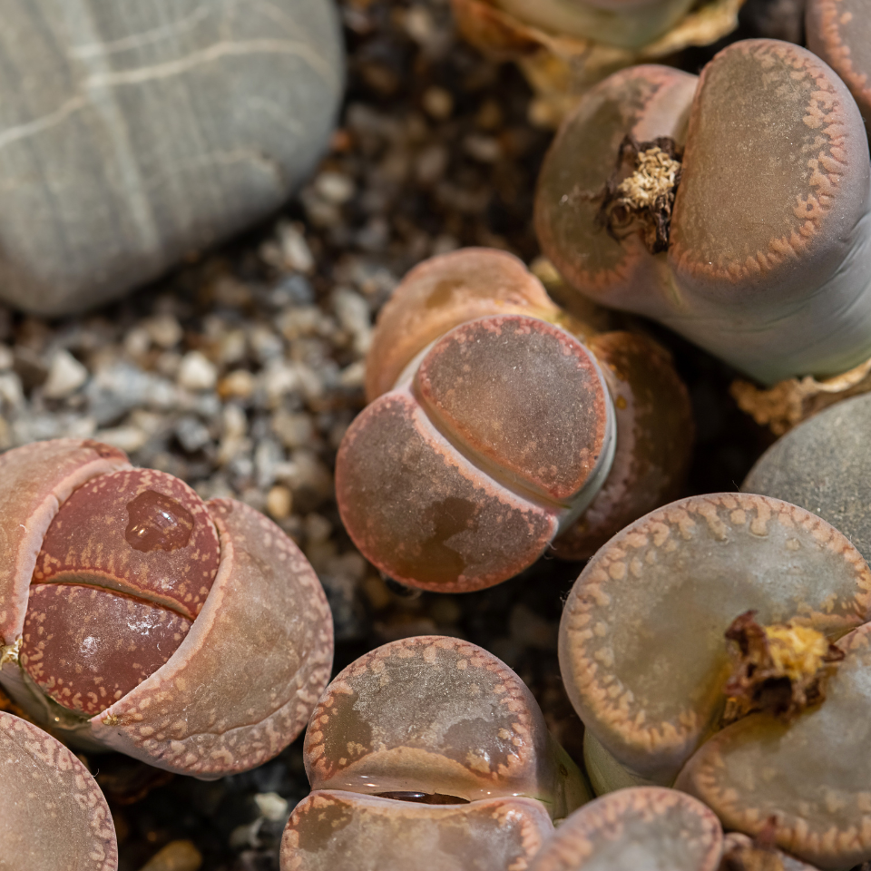 Lithops Karasmontana v.Mickbergensis seeds - 10