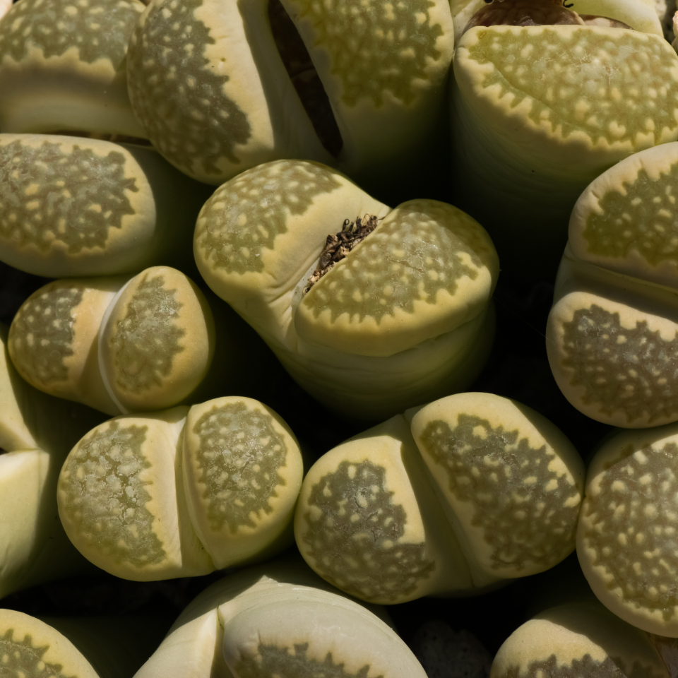 Lithops Olivacea PV986 seeds - 10