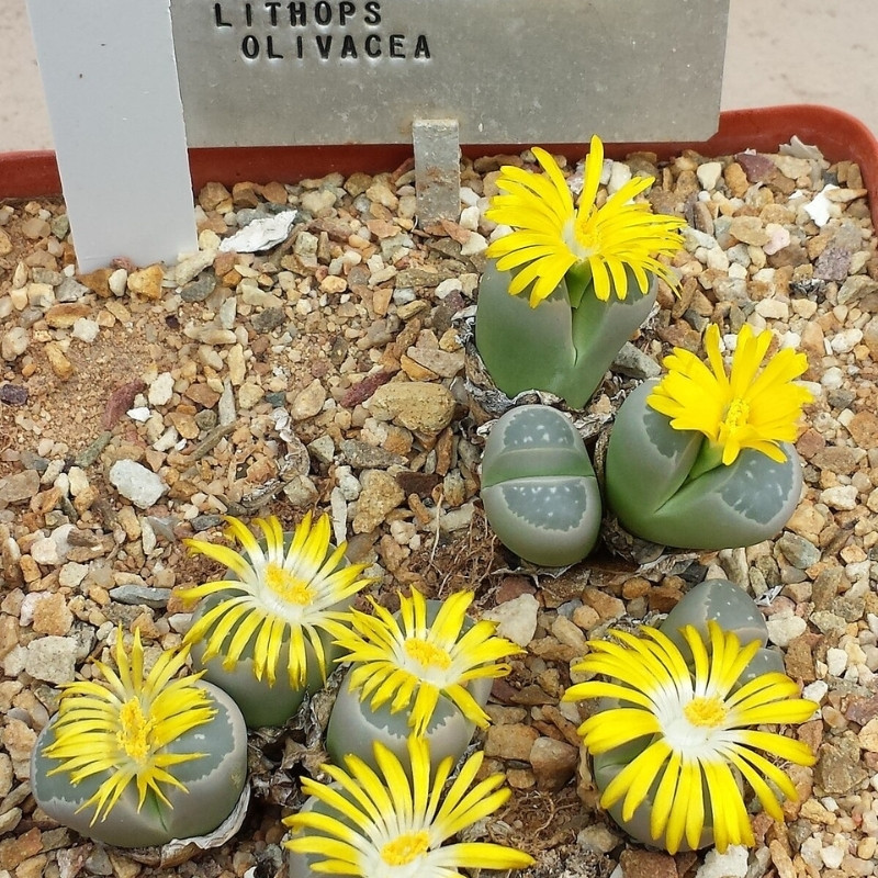 Lithops Olivacea PV986 seeds - 10