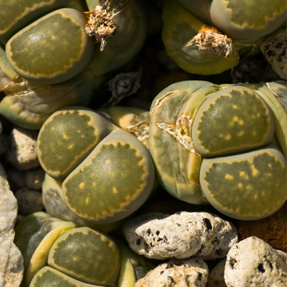 Lithops Olivacea PV986 seeds - 10