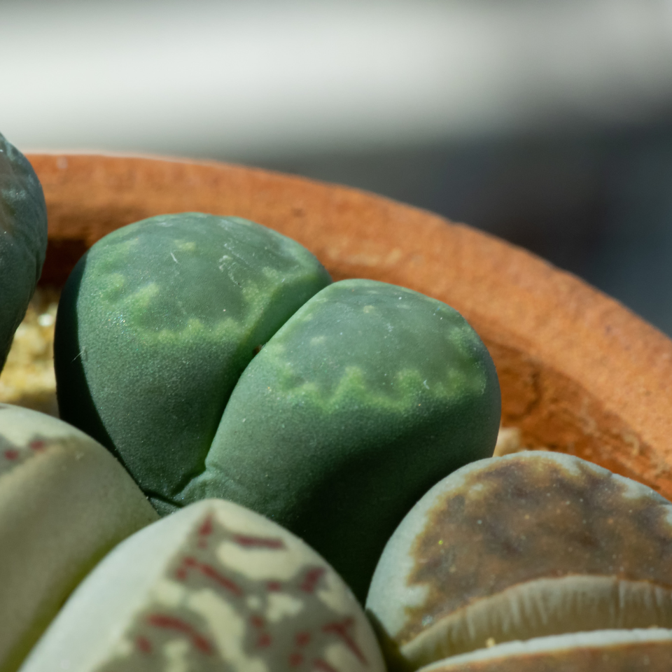 Lithops Olivacea PV986 seeds - 10