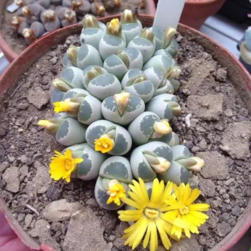 Lithops Olivacea PV986 seeds - 10