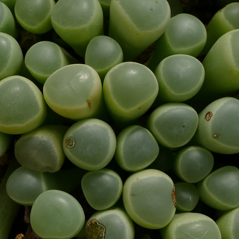 Lithops Olivacea PV986 seeds - 10