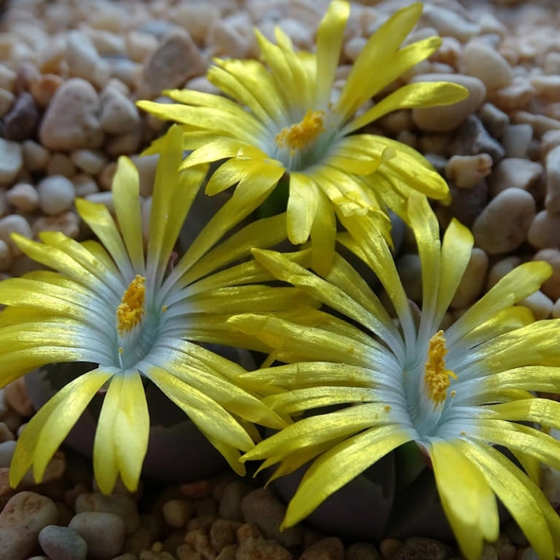 Lithops Olivacea PV986 seeds - 10