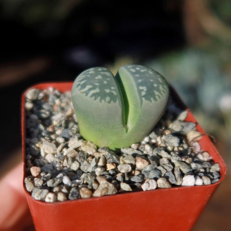 Lithops Olivacea PV986 seeds - 10