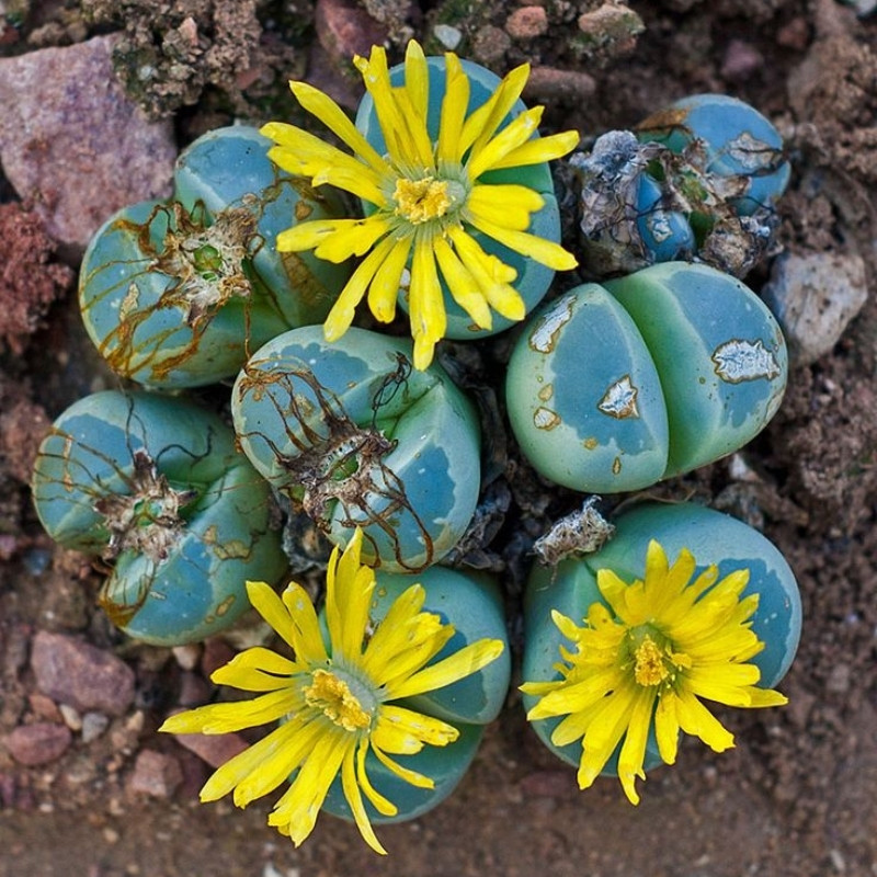 Lithops Olivacea PV986 seeds - 10