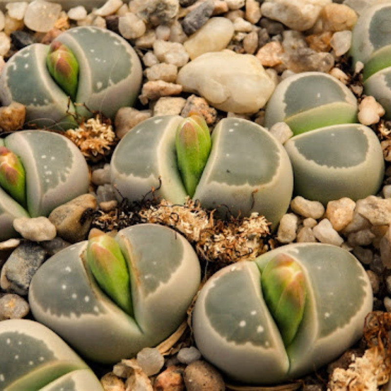 Lithops Olivacea PV986 seeds - 10