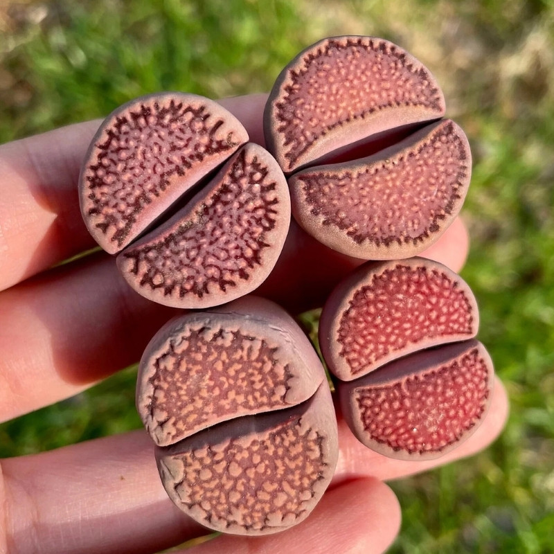 Lithops Hallii v.Ochracea seeds - 10