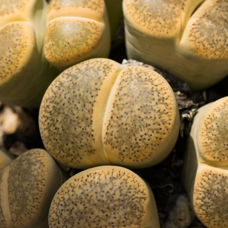 Lithops Hallii v.Ochracea seeds - 10