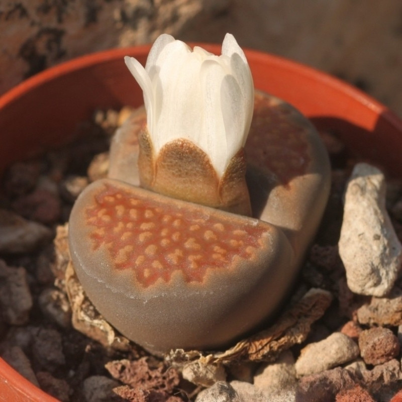 Lithops Hallii v.Ochracea seeds - 10