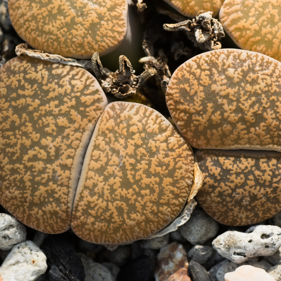Lithops Hallii v.Ochracea seeds - 10
