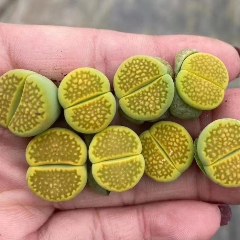 Lithops Hallii v.Ochracea seeds - 10