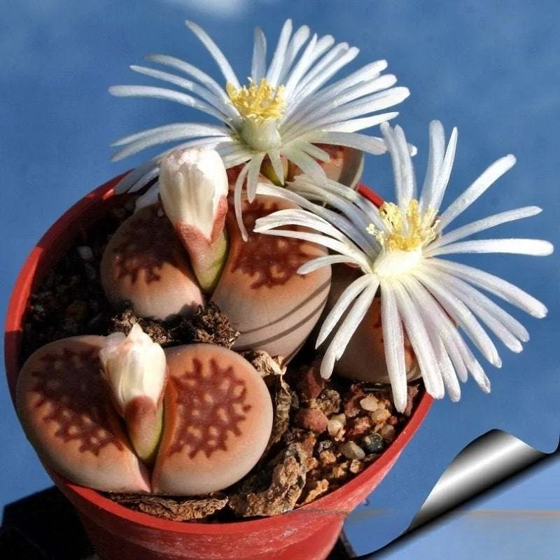 Lithops Hallii v.Ochracea seeds - 10