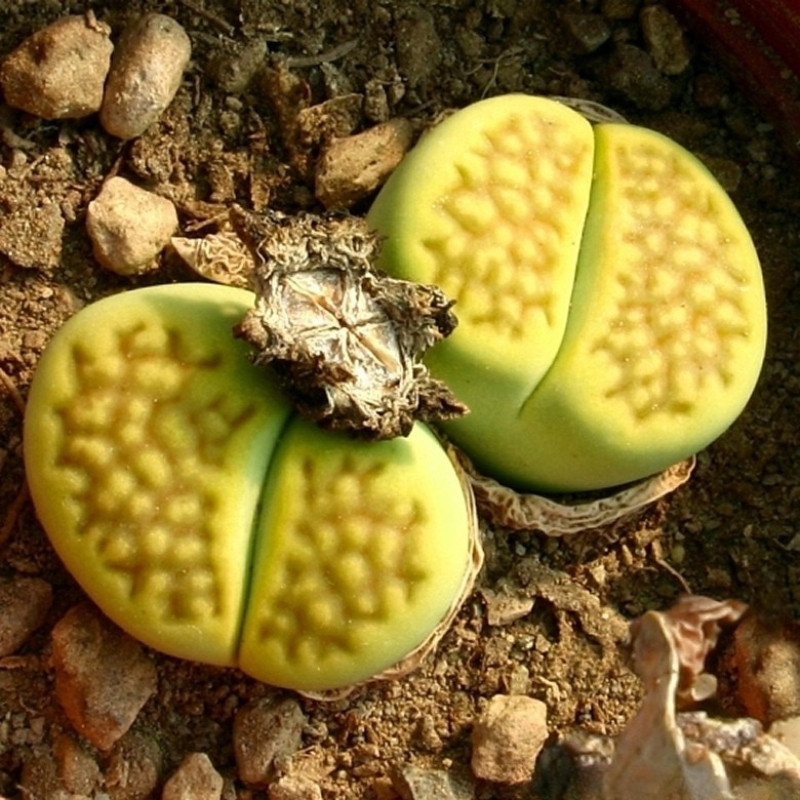 Lithops Hallii v.Ochracea seeds - 10