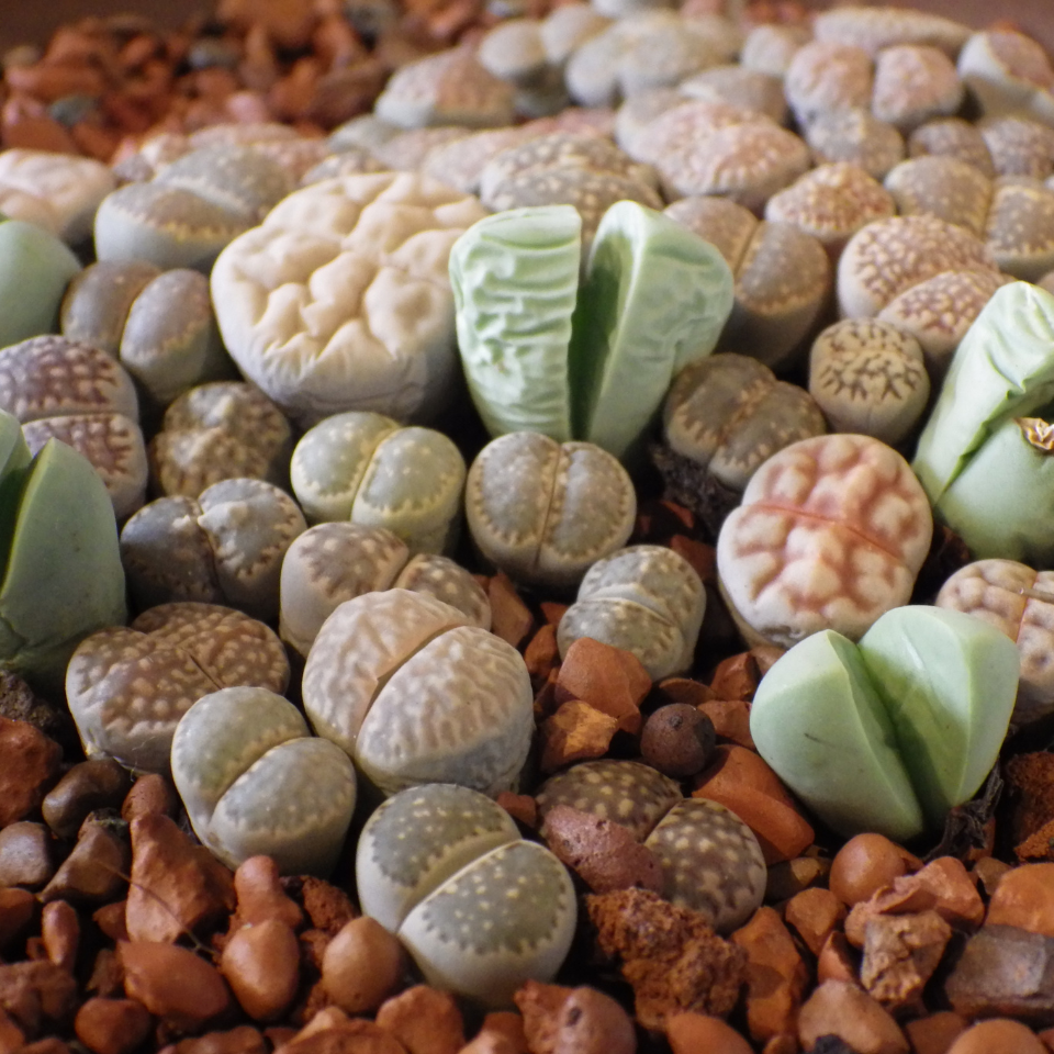 Lithops Dinteri ssp.Multipunctata seeds - 10