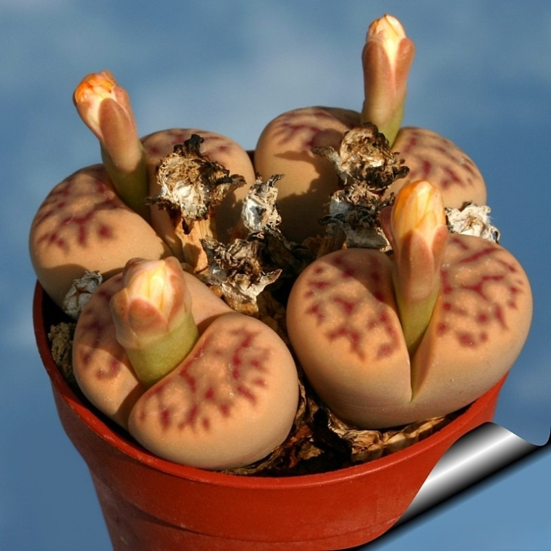 Lithops Dinteri ssp.Multipunctata seeds - 10