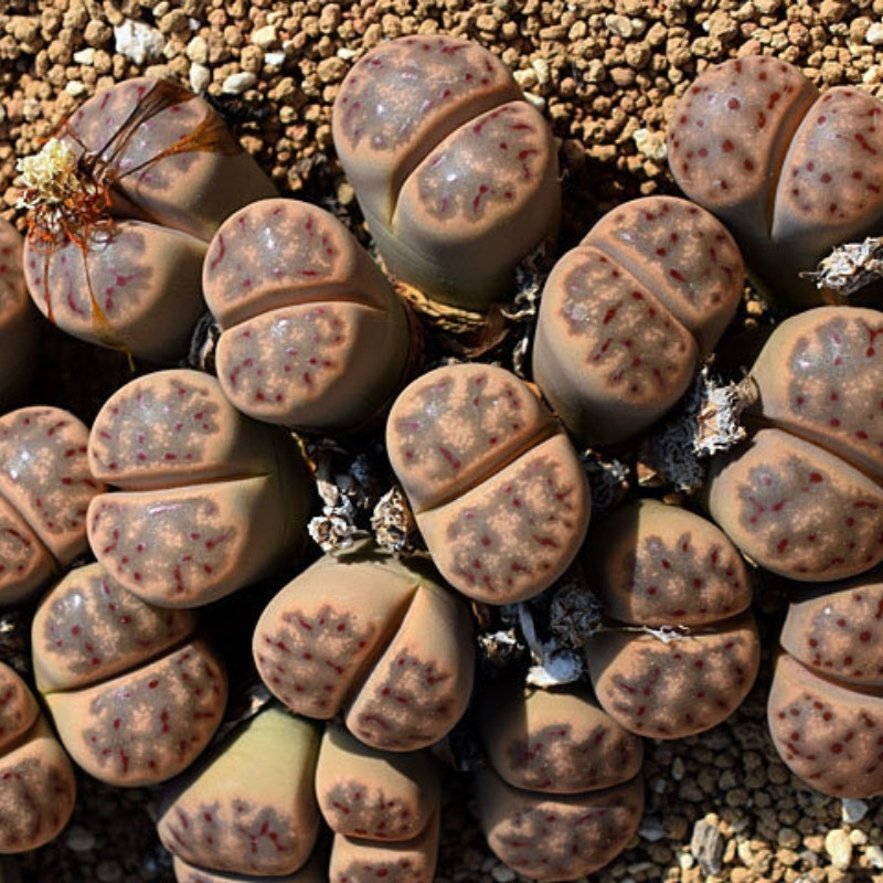 Lithops Dinteri ssp.Multipunctata seeds - 10