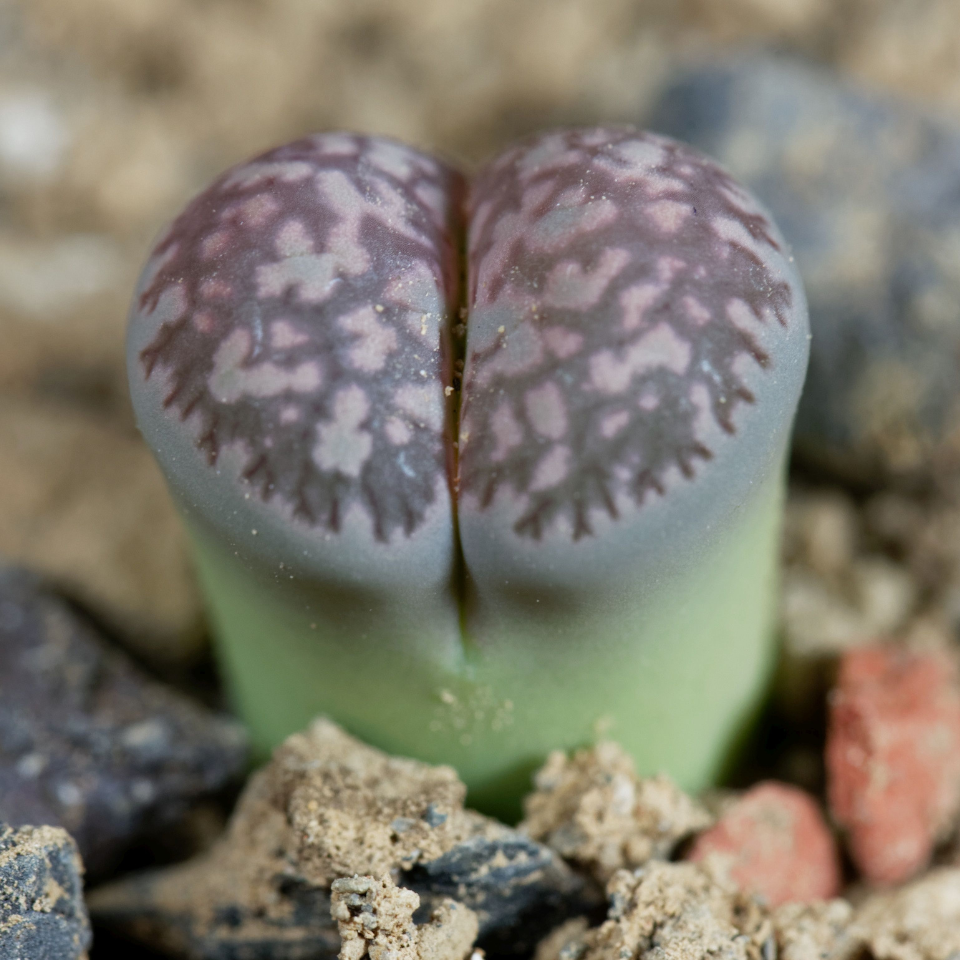 Lithops Dinteri ssp.Multipunctata seeds - 10