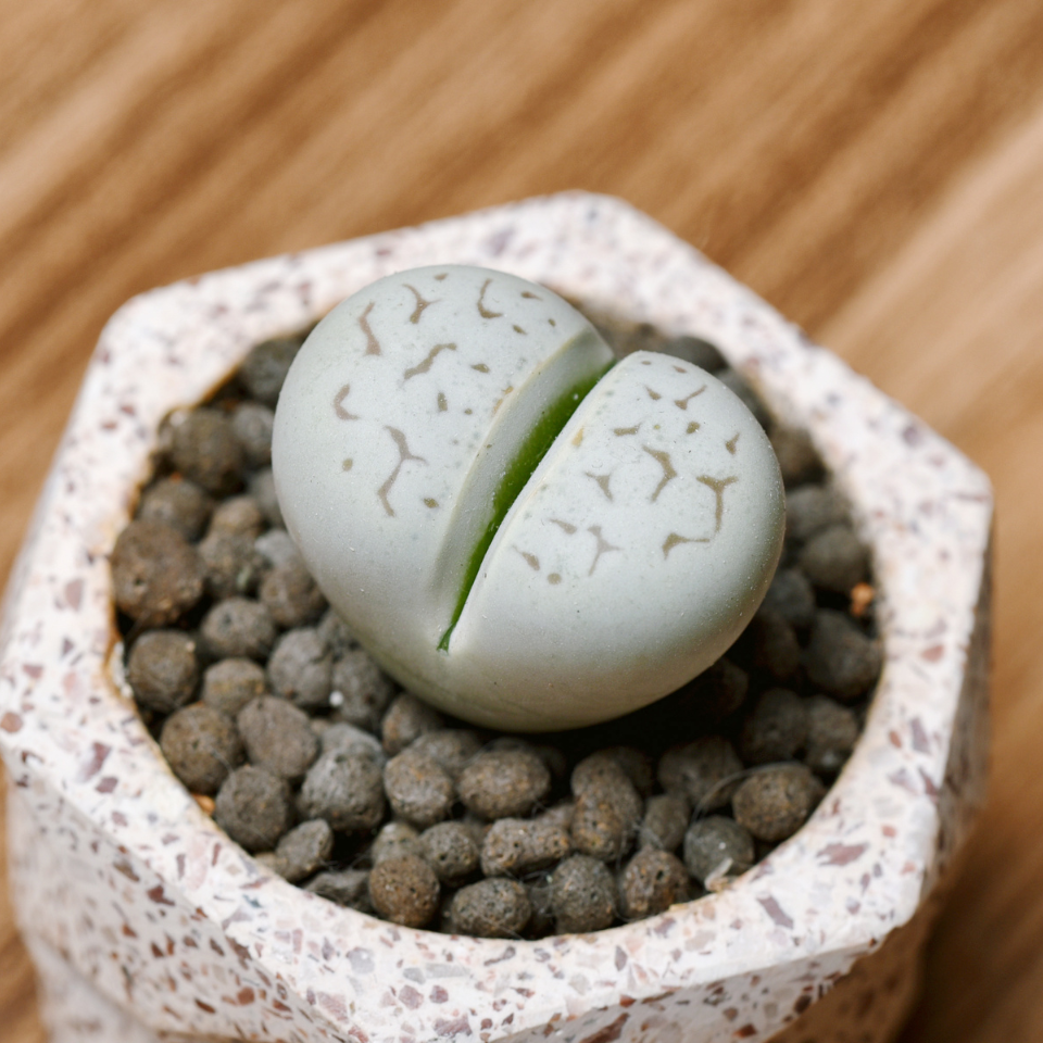 Lithops Dinteri ssp.Multipunctata seeds - 10