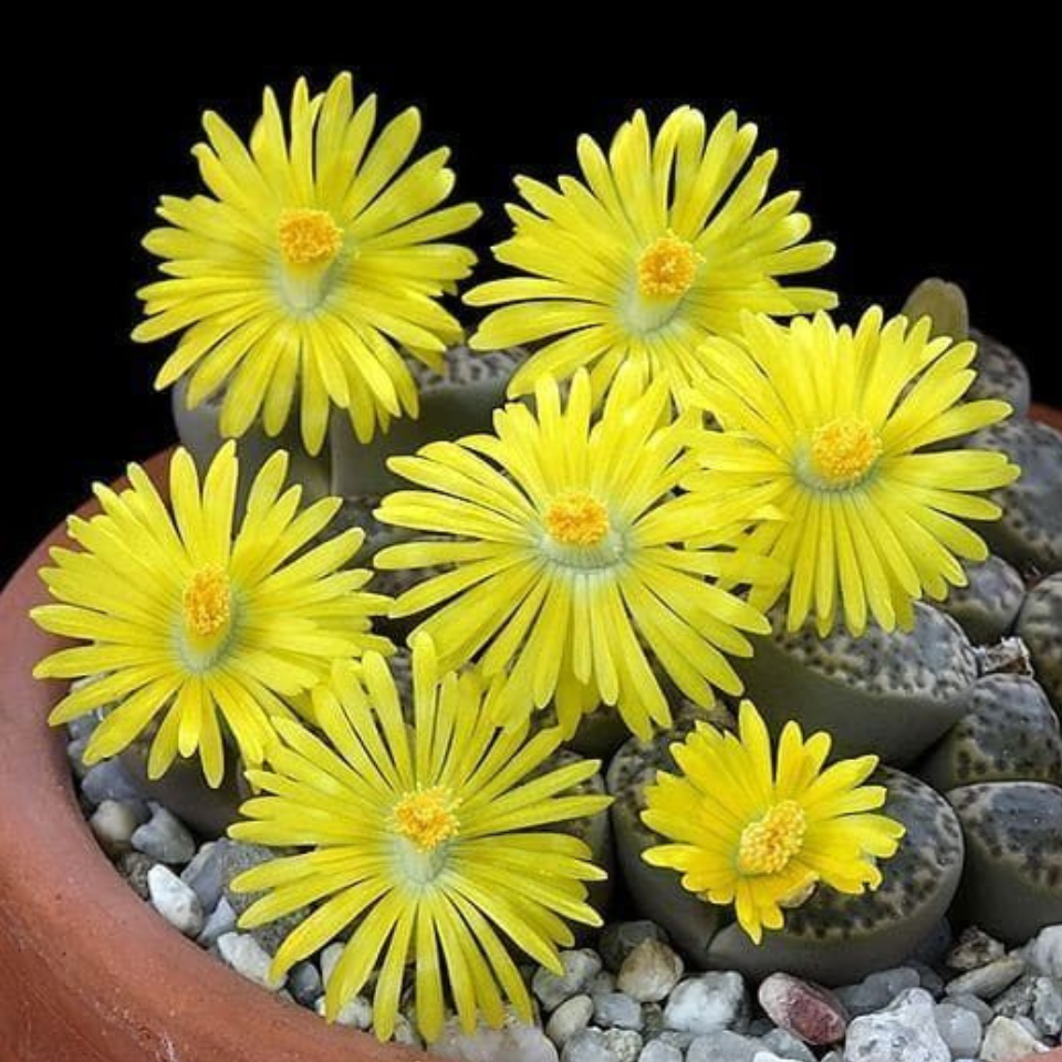 Lithops Bromfieldii v.Insularis seeds - 10