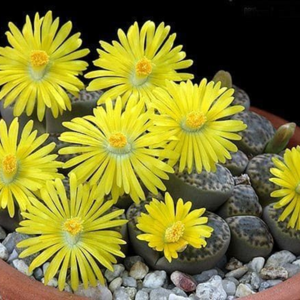Lithops Bromfieldii v.Insularis seeds - 10