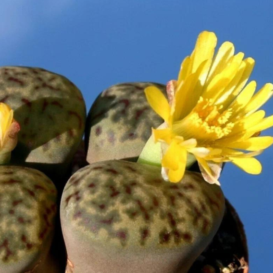 Lithops Bromfieldii v.Insularis seeds - 10