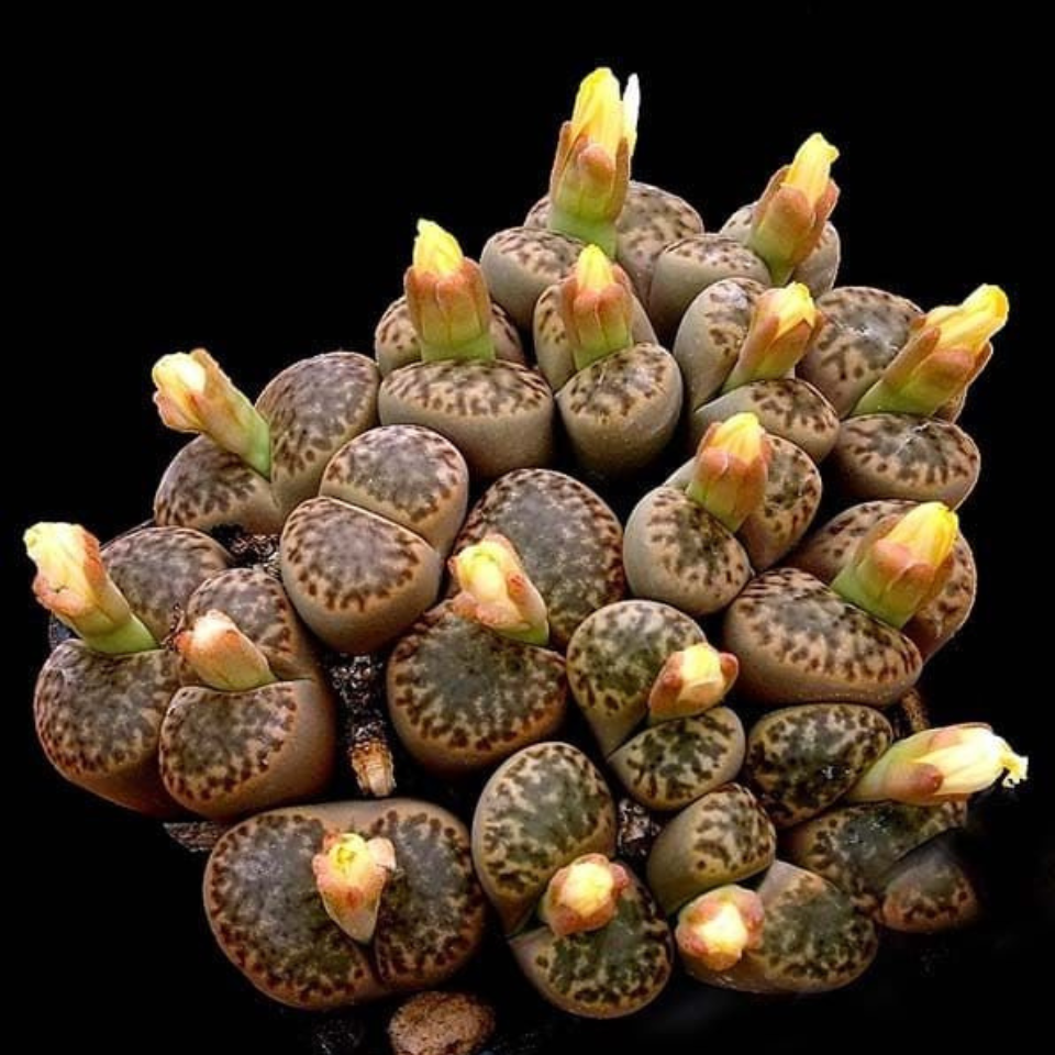 Lithops Bromfieldii v.Insularis seeds - 10