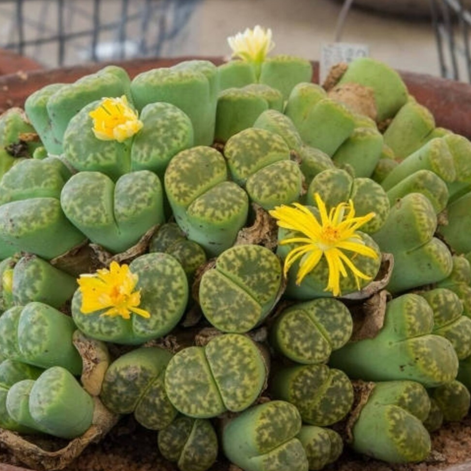 Lithops Bromfieldii v.Insularis seeds - 10