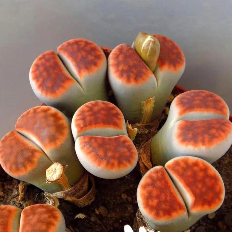 Lithops Karasmontana Summitatum seeds - 10