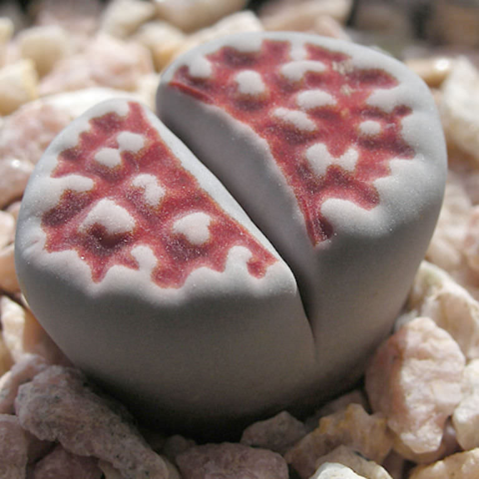 Lithops Karasmontana Summitatum seeds - 10