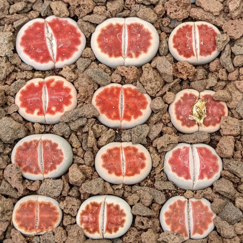 Lithops Karasmontana Summitatum seeds - 10