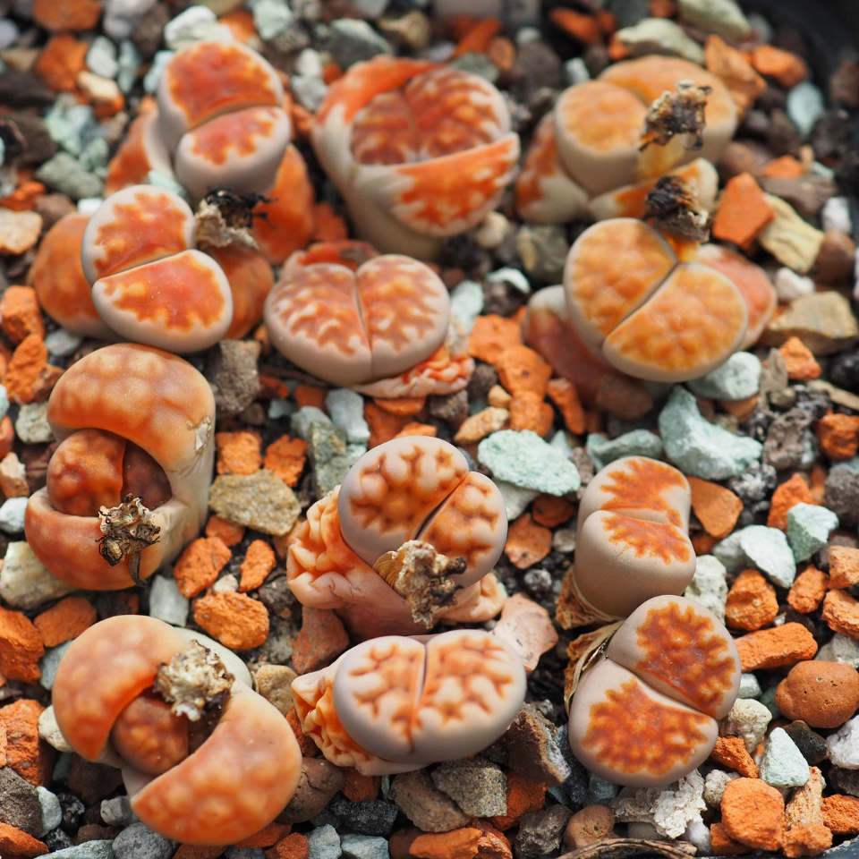 Lithops Karasmontana Summitatum seeds - 10