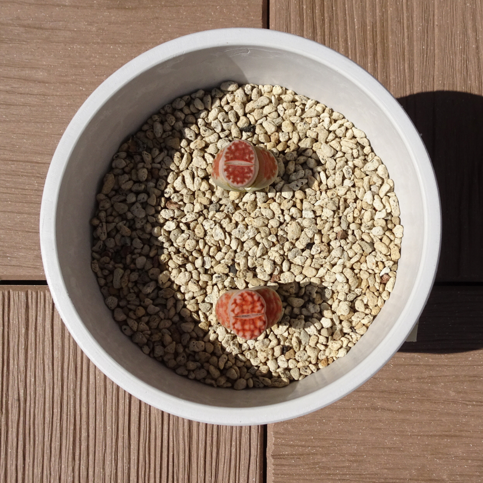 Lithops Karasmontana Summitatum seeds - 10